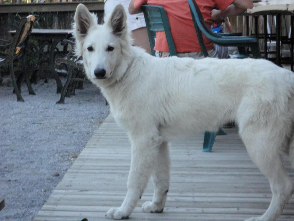 מלון ברסלונט Parc Residentiel De Loisir : Le Loup Blanc Du Riou מראה חיצוני תמונה